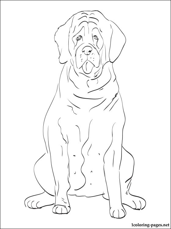 560x750 English Setter Coloring Page Coloring Pages
