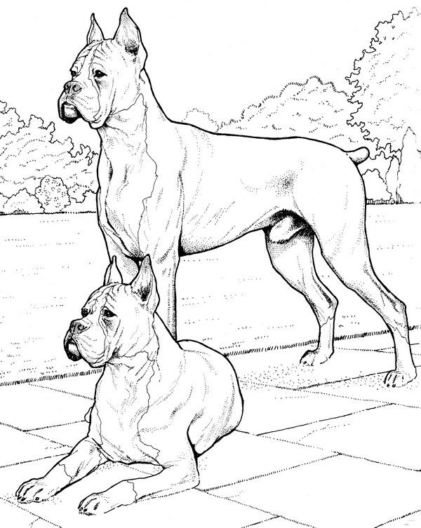 600x753 12 Best Coloring Pages Images On Coloring Books