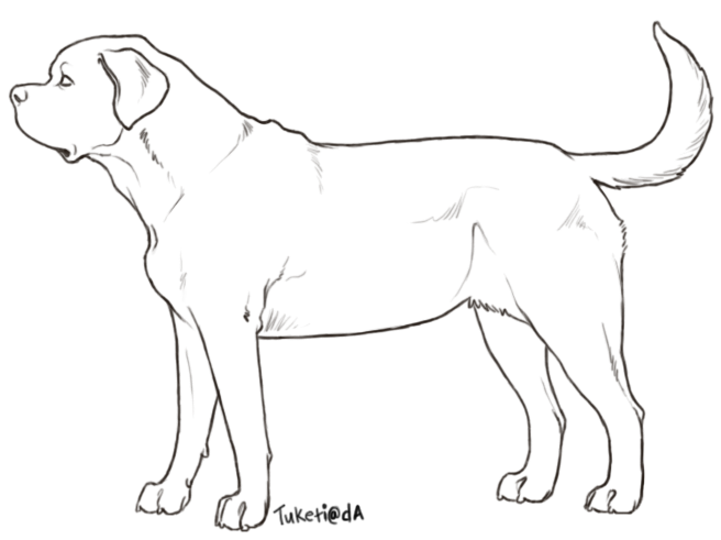 656x491 26 Images Of Boxer Dog Outline Template