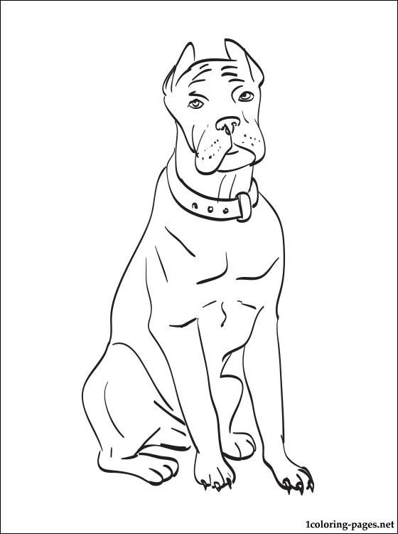 560x750 Bullmastiff Coloring Pages