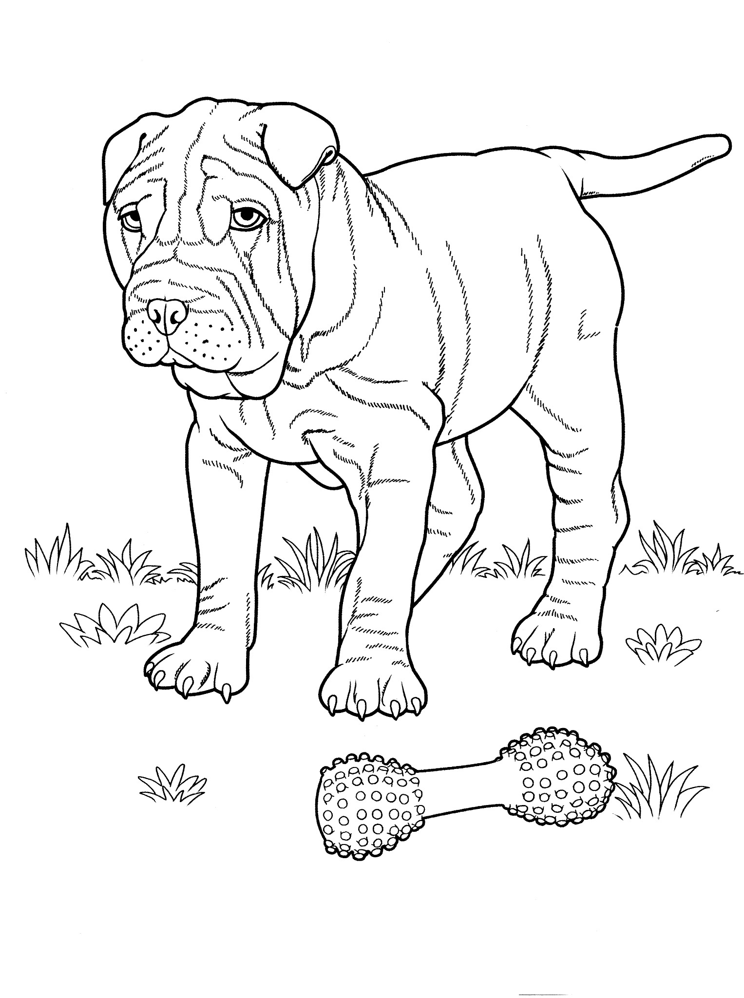 1527x2048 Simple English Springer Spaniel Coloring Pages Dog 2 Teenagers