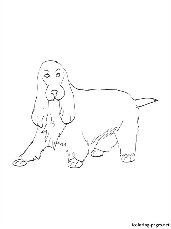 560x750 Cocker Spaniel Kids Coloring Pagescoloring. English Cocker Spaniel