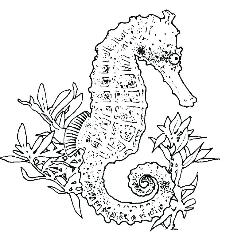 736x768 Eric Carle Coloring Page Coloring Pages Eric Carle Printables