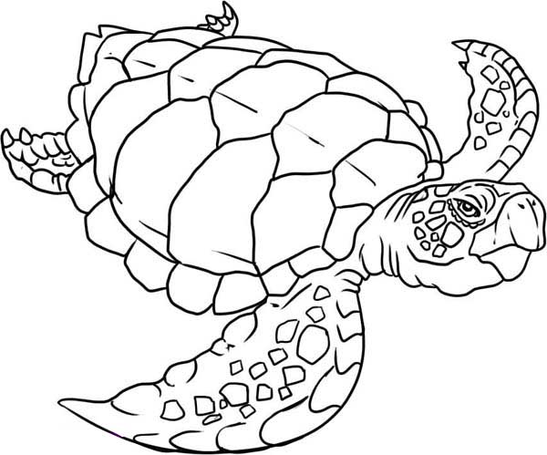 600x499 Verry Old Sea Turtle Evolution Coloring Page