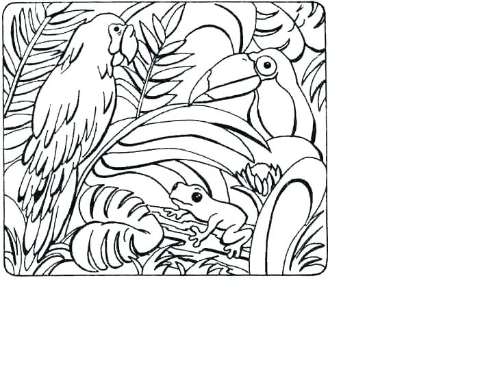 736x552 Tropical Coloring Pages Plants Coloring Pages Tropical Coloring