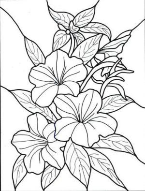 300x395 Exotic Flower Coloring Pages Hawaiian Flower Colouring Pages