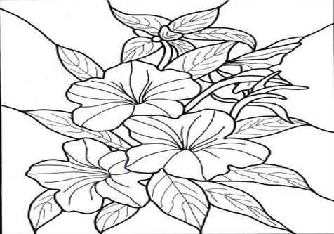 476x333 Hawaiian Hibiscus Flower Coloring Pages Page Image Clipart Images
