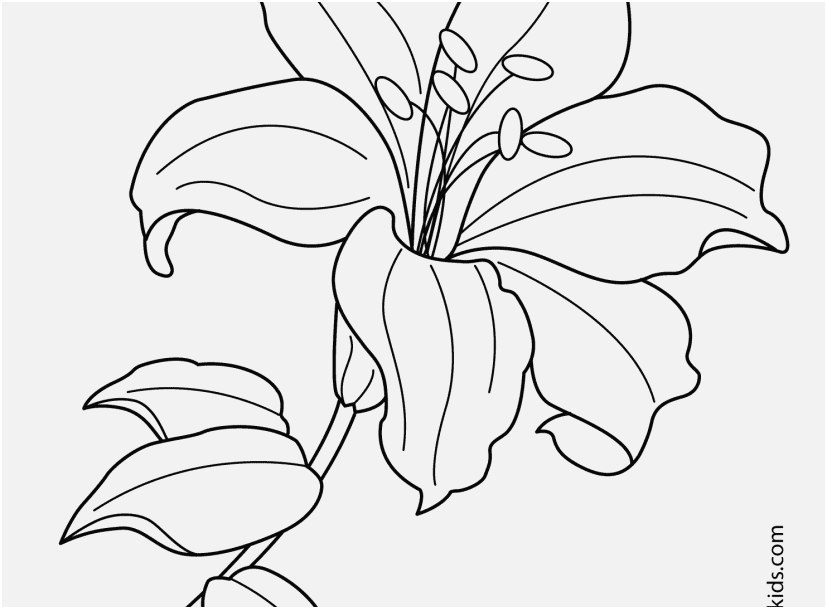 827x609 The Ideal Photo Flower Coloring Pages Famous