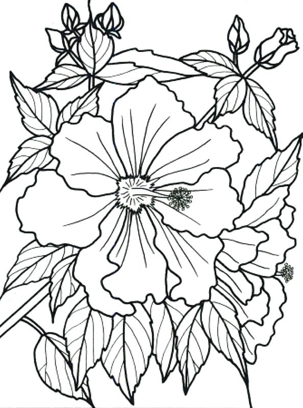 594x800 Tropical Coloring Pages Tropical Flower Coloring Pages To Print