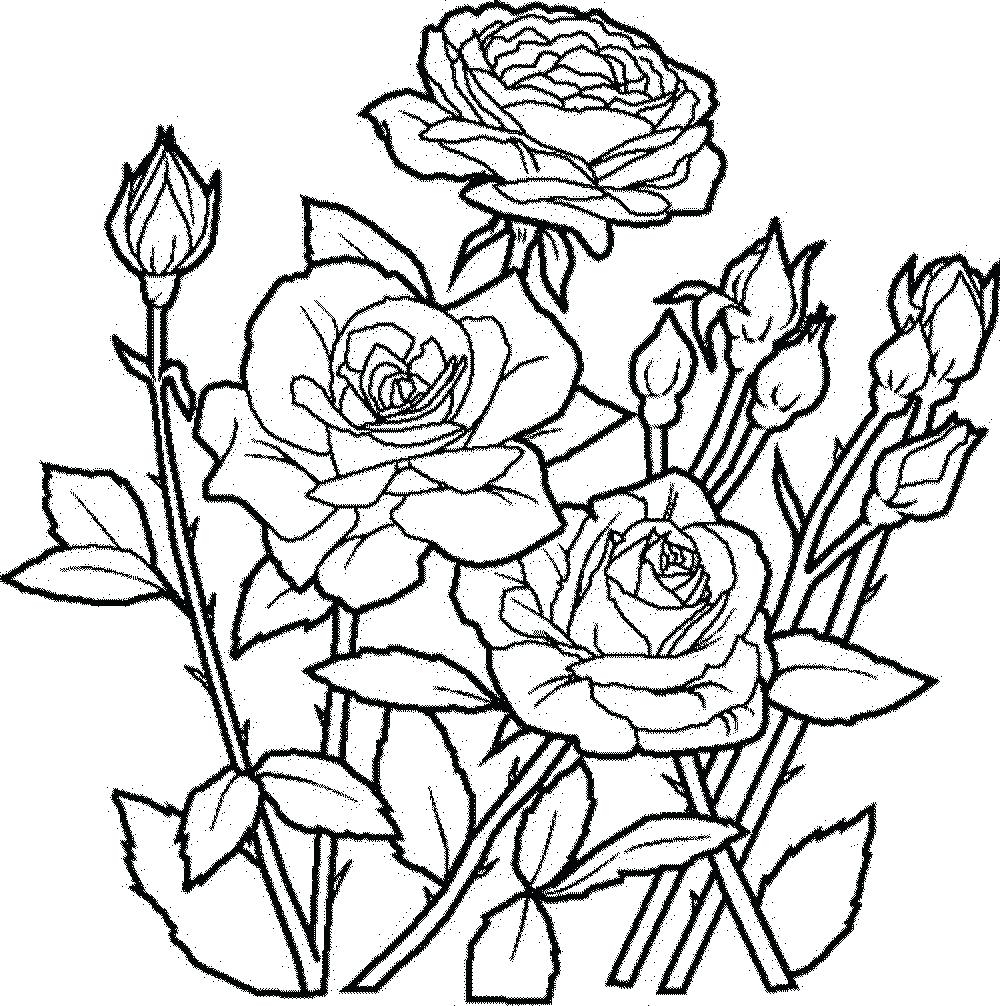 1000x1006 Best Of Tropical Flower Coloring Pages Printable Collection