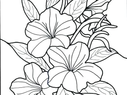440x330 Tropical Flower Coloring Pages Printable