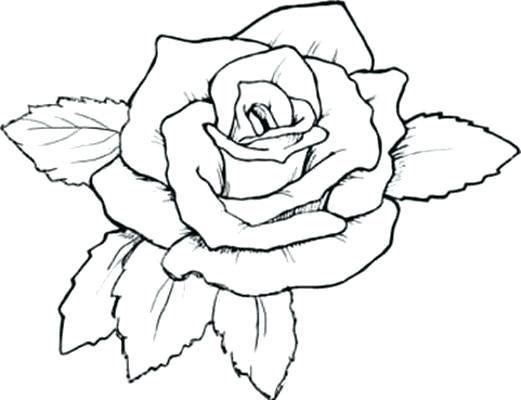 521x400 Decorating Tips For Renters Tropical Flower Coloring Pages Flowers