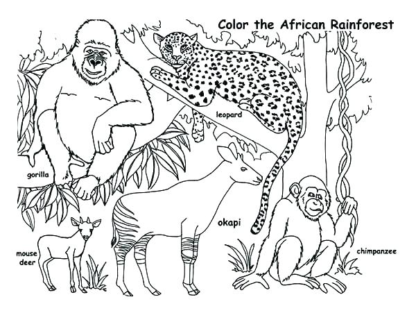600x464 Endangered Species Coloring Pages Endangered Species Coloring