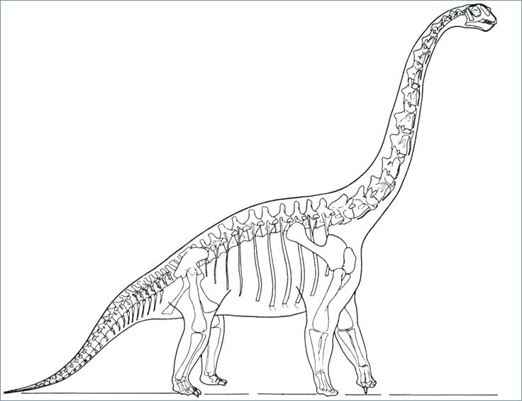 736x565 Extinct Animals Coloring Pages Best Dinosaurs Images On Extinct