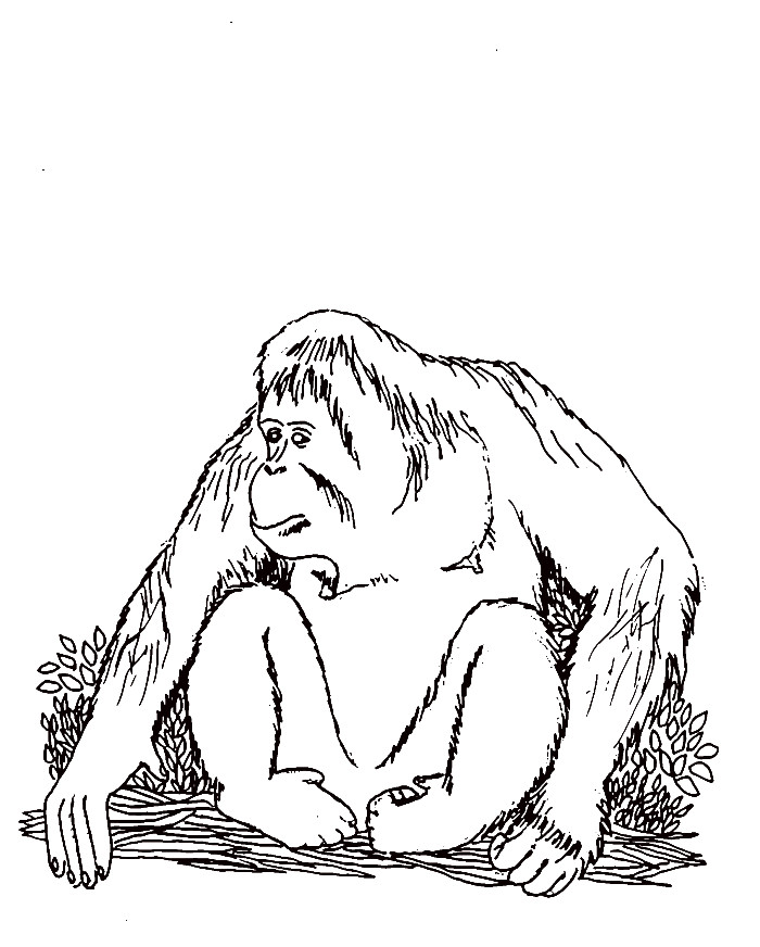 700x872 Extinct Animals Coloring Pages Unique Orangutan Coloring Pages