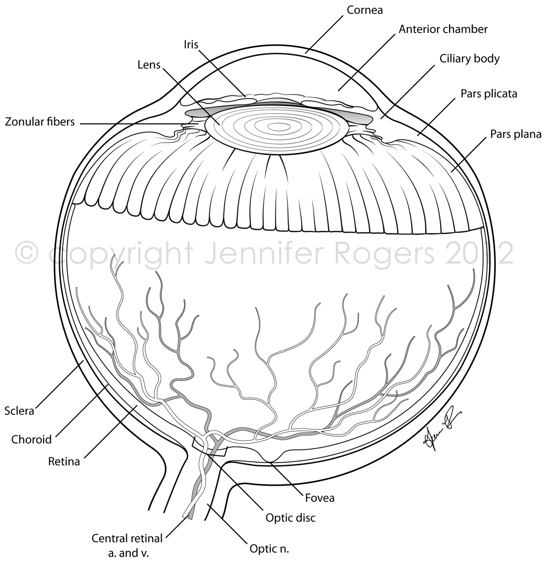 1137x1158 Imagination Human Eye Coloring Page Eyes Pages