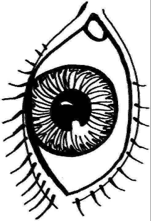 491x718 Coloring Page Human Body