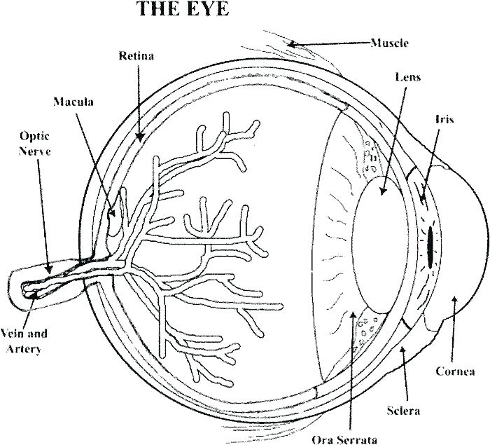 700x635 Eyes Coloring Page Great Eye Coloring Sheets For Kids Coloring