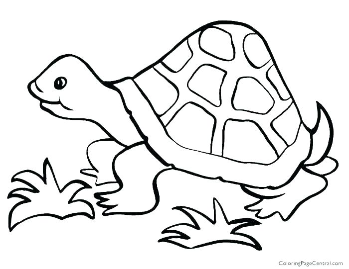 700x541 Tortoise Color Eyeglasses Printable Coloring Tortoise Coloring