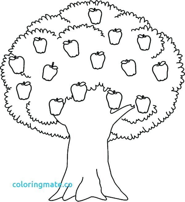 600x655 Apple Tree Coloring Page Fall Trees Coloring Pages Tree Printable