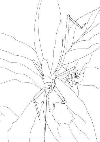 353x500 Printable Fall Coloring Pages Leaf Coloring Pages For Preschool