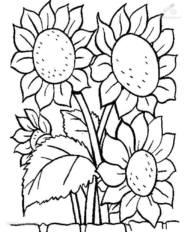 616x770 Flower coloring pages 1001 Coloringpages Plants Gtgt Flowers