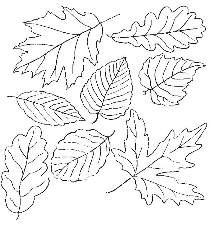 Fall Leaves Clip Art Coloring Pages
