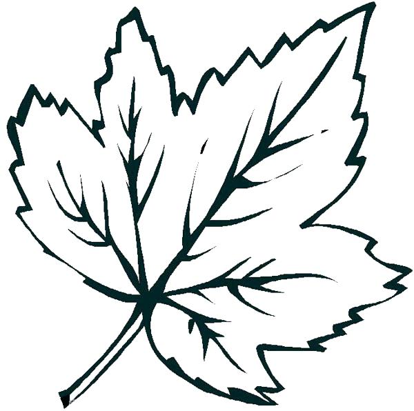 600x596 Falling Leaves Coloring Pages
