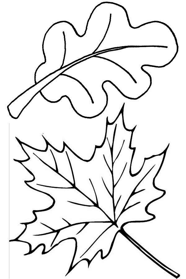 600x900 Maple And Oak Fall Leaf Coloring Page