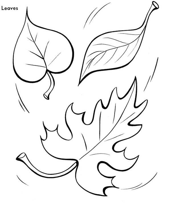 600x734 Autumn Leaves Coloring Pages Molde, Hoja Y