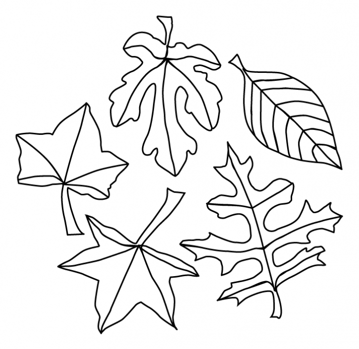 720x699 Leaves Coloring Pages