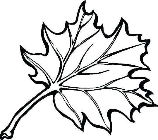540x478 Coloring Pages Of Leaves Fall Leaves Coloring Pages Leaf Coloring