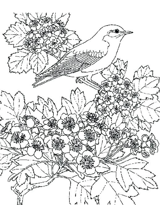 518x665 Fall Scenery Coloring Pages