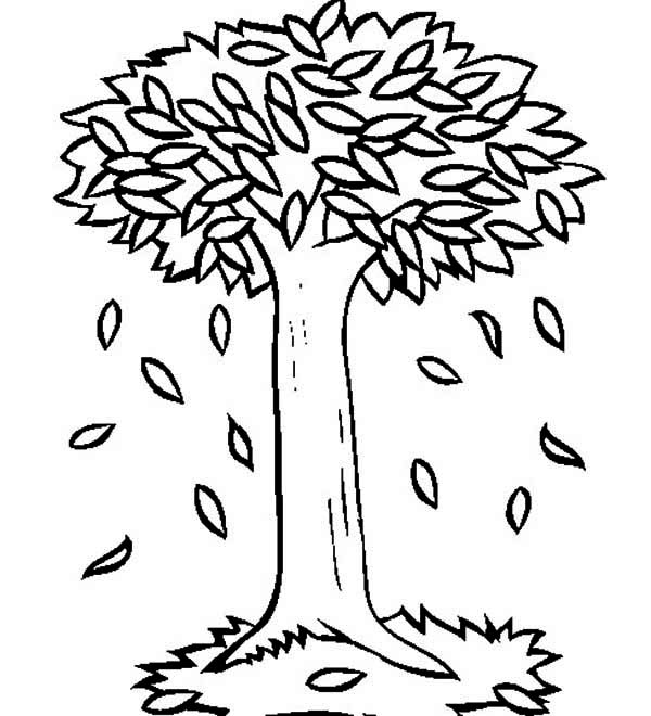 600x660 Big Trees In Autumn With Fall Leaf Coloring Page Color Luna
