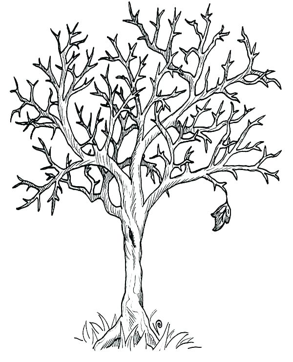 600x741 Bare Tree Coloring Page Coloring Page Tree Tree Coloring Pages