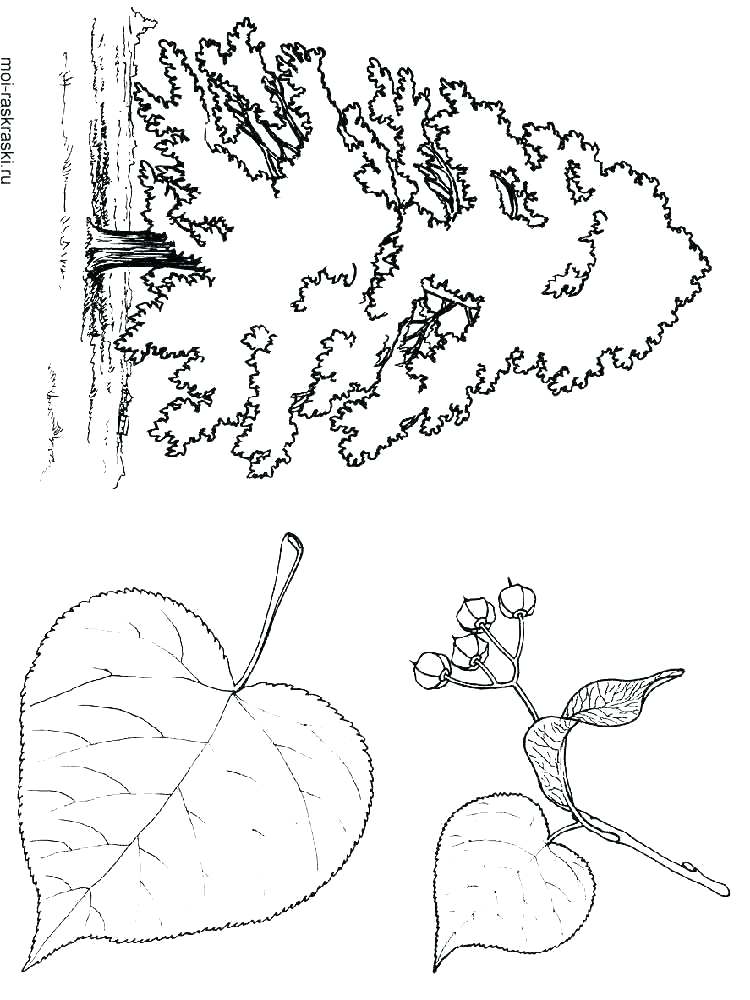 750x1000 Family Tree Coloring Page Tree Coloring Pages Trees Coloring Pages