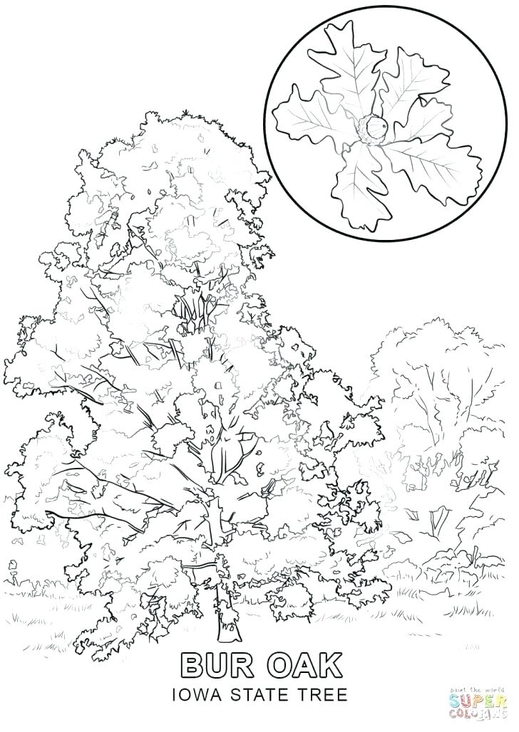 728x1028 Family Tree Coloring Pages Printable State Tree Coloring Page Free