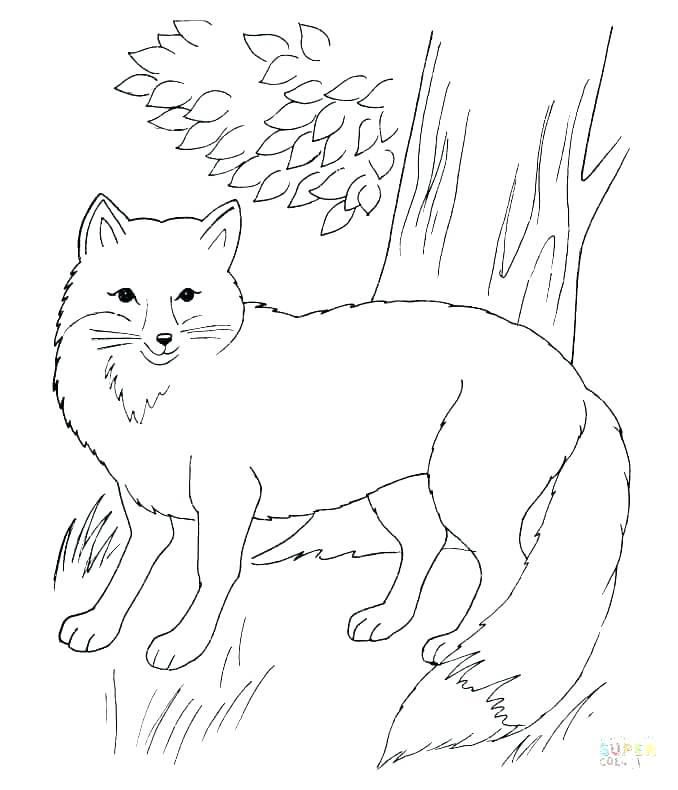 678x790 Printable Fox Coloring Pages Cartoon Fox Pictures Fantastic Mr Fox