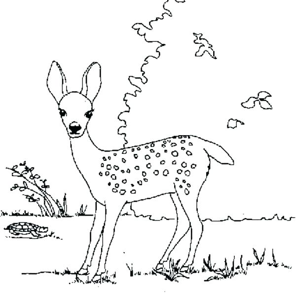 600x600 Fawn Coloring Pages 12