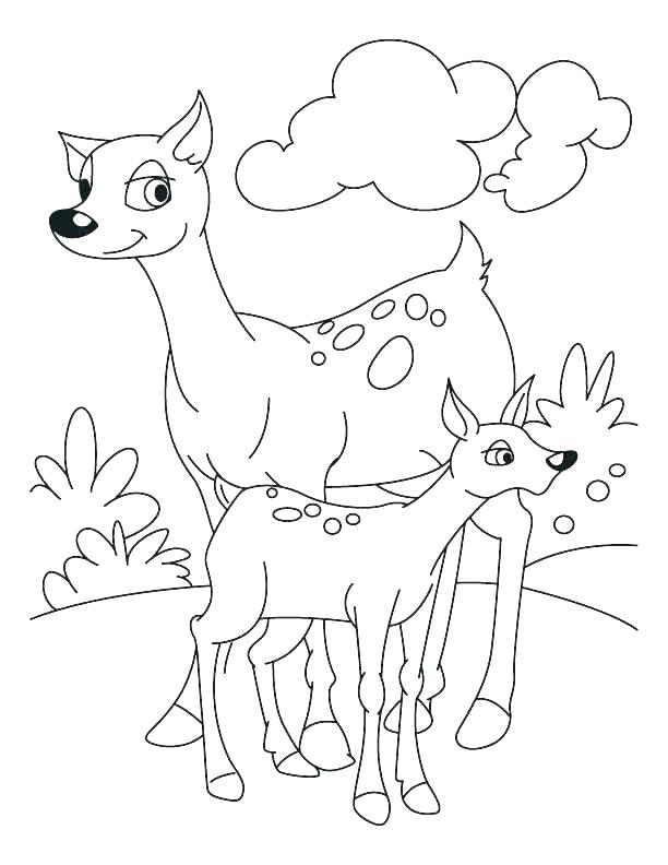 612x792 Fawn Coloring Pages Shippa.co