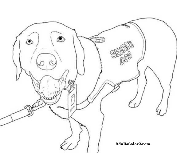 576x497 Working Dogs Crucial Canines