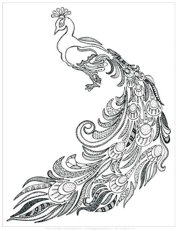590x772 Cool Peacock Feather Coloring Page Peacock Feather Coloring Page