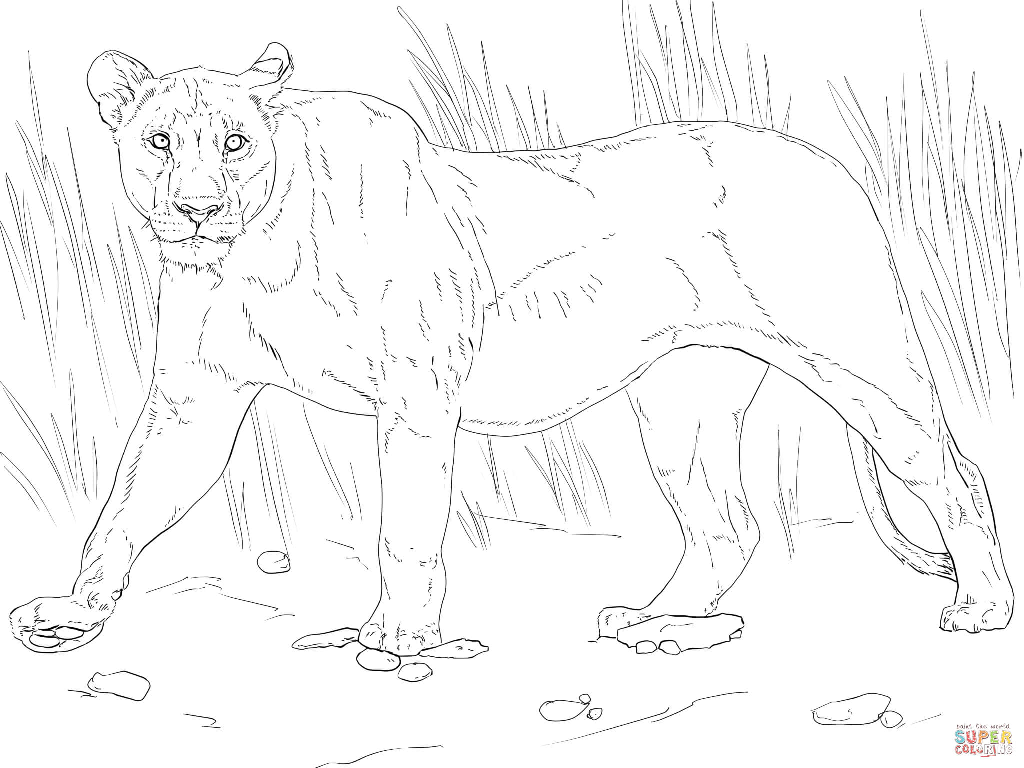 2048x1536 Lioness Coloring Pages