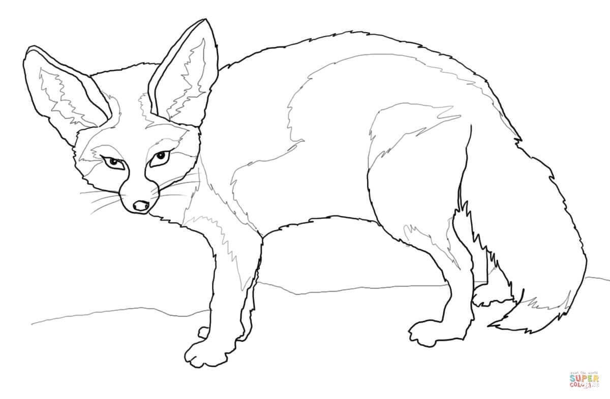 1200x784 Compromise Fennec Fox Coloring Page Free Print