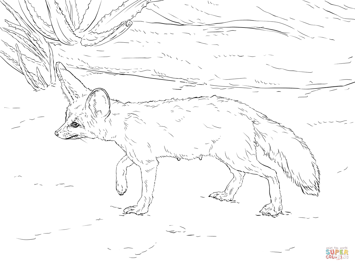 1199x899 Amazing Fennec Fox Coloring Page Curious Free