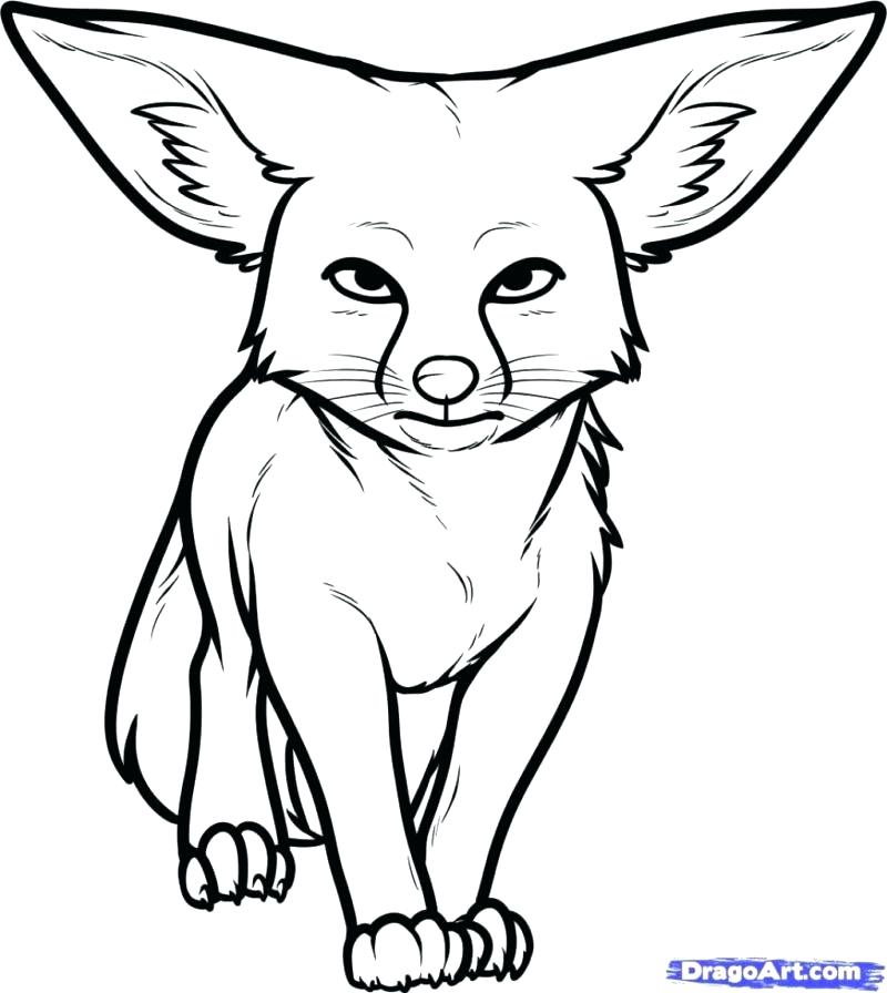 800x896 Fennec Fox Coloring Page Adult Desert Animals G Pages Fox Page