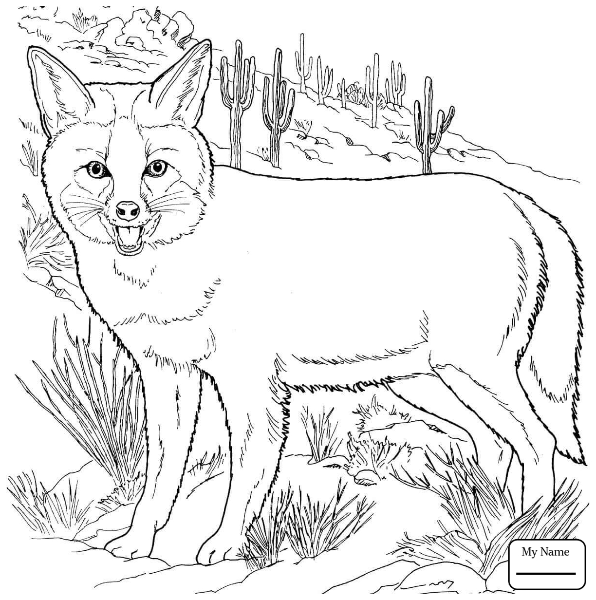 1224x1232 Genuine Fennec Fox Coloring Page Drawing At Getdrawings Com Free