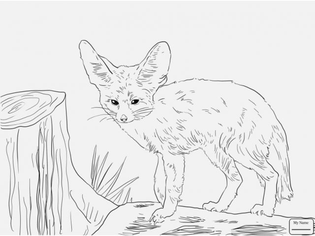 640x480 Realistic Fox Coloring Pages Design Mammals Fennec Fox Foxes