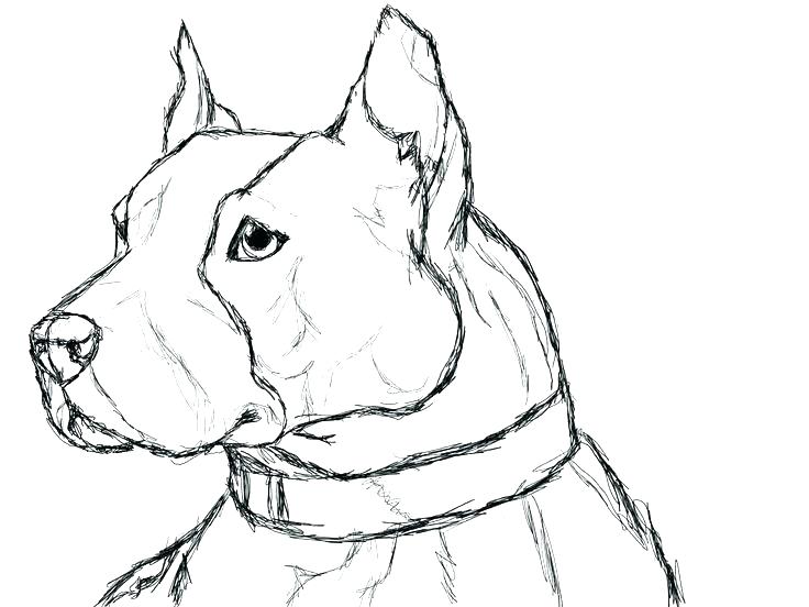 736x552 Bull Coloring Page. Great Head Bull Coloring Vector For Adults