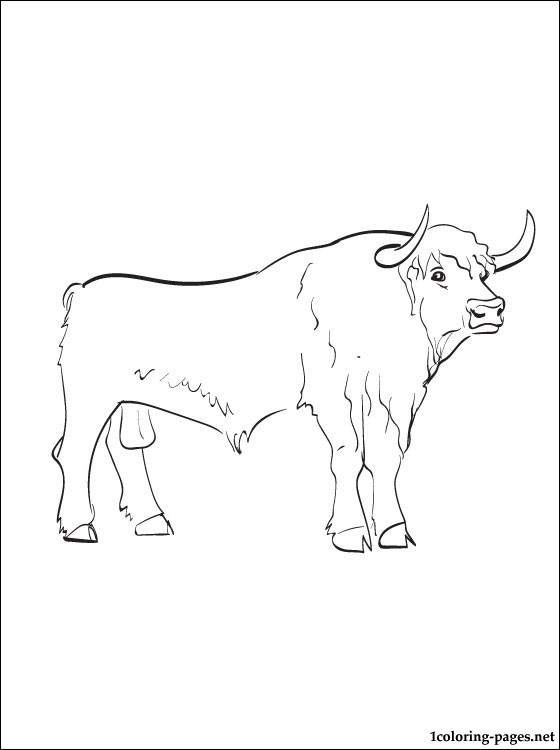 560x750 Kids Bull Coloring Pages